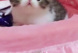 可爱视频,跟随可爱视频感受欢乐时光