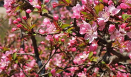 海棠视频,探寻视觉艺术的魅力之旅