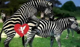 动物交配视频马,揭秘交配瞬间